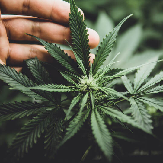 In door grow hemp. Cannabis at the beginning of flowering. Legal Marijuana cultivation in the home. Green background of leaves.