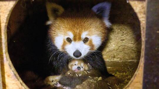 Rote Pandas im Klever Tierpark geboren Rote Pandas im Klever Tierpark geboren
