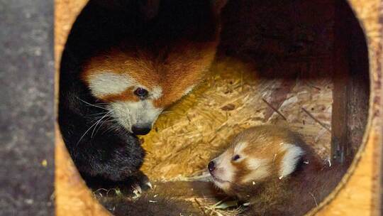 Rote Pandas im Klever Tierpark geboren Rote Pandas im Klever Tierpark geboren