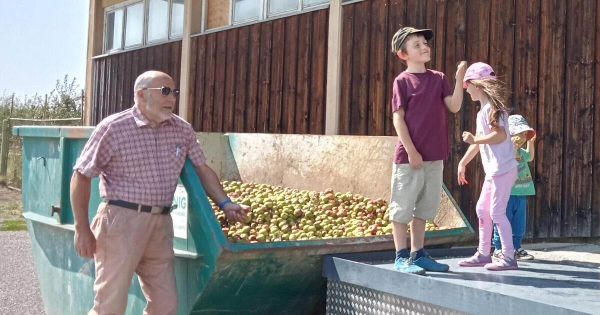 Hail damage of unprecedented proportions: Bauschlott community orchard ...