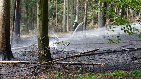 Feuerwehrleute wässern den Waldboden zwischen Zavelstein und Rötenbach, damit nicht Glutnester noch einmal gefährlich werden kön