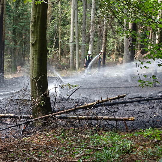 Feuerwehrleute wässern den Waldboden zwischen Zavelstein und Rötenbach, damit nicht Glutnester noch einmal gefährlich werden kön