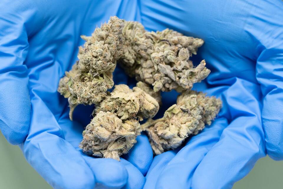 Cannabis-Zucht Cannabis-Zucht