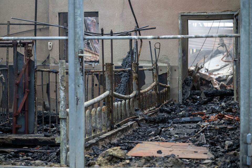 Nach Brand in Schweinezucht Nach Brand in Schweinezucht