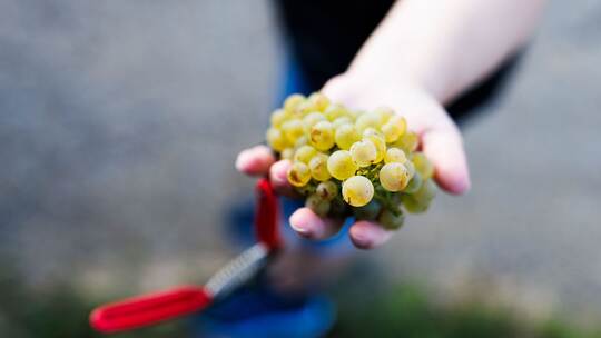 Weinlese in Baden Weinlese in Baden