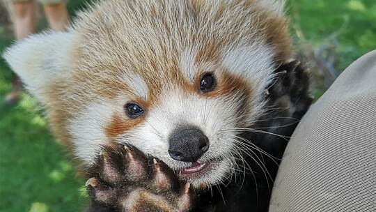 Roter Panda-Nachwuchs im Zoo Heidelberg