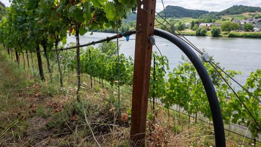 Trockenheit an den Steilhängen