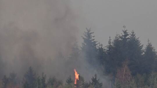 Waldbrand im Hürtgenwald Waldbrand im Hürtgenwald