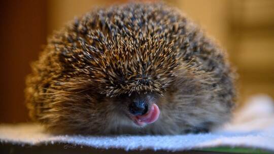 Igel Igel