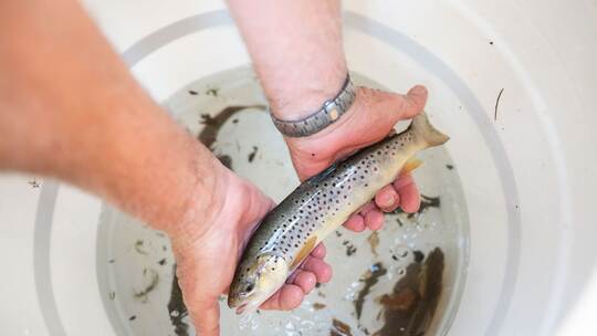 Aktion zum Retten von Fischen in Freiburg Aktion zum Retten von Fischen in Freiburg