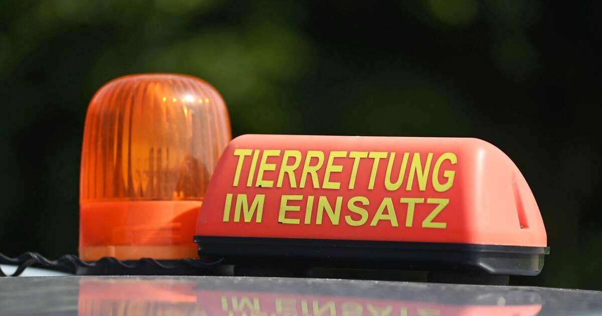 Animal welfare violations discovered in animal transport from Bulgaria.