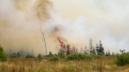 Waldbrand in Belgien Waldbrand in Belgien