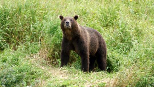 Kamtschatka-Braunbär Kamtschatka-Braunbär