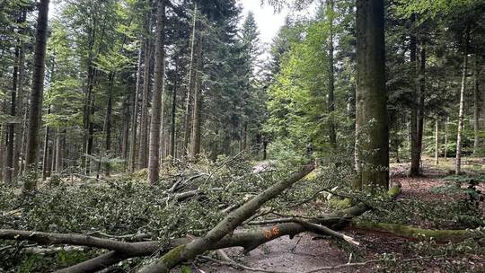 Diesen Berg von abgebrochenen Ästen hat eine Straubenhardterin beim Spazieren auf dem Tannenweg entdeckt. Ob auch das eine Dürre
