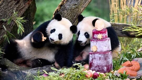 Panda-Zwillinge Leni und Lotti feiern zweiten Geburtstag Panda-Zwillinge Leni und Lotti feiern zweiten Geburtstag