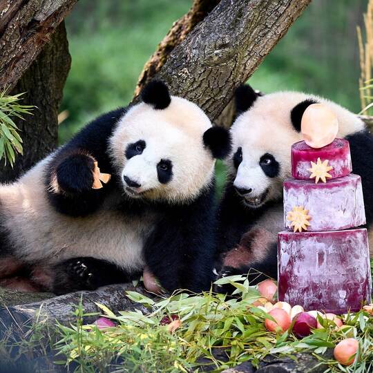 Panda-Zwillinge Leni und Lotti feiern zweiten Geburtstag