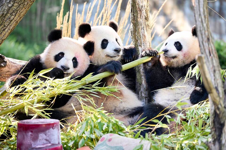 Panda-Zwillinge Leni und Lotti feiern zweiten Geburtstag Panda-Zwillinge Leni und Lotti feiern zweiten Geburtstag