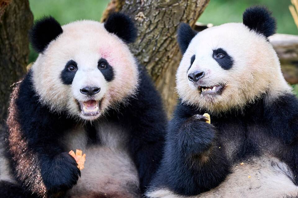 Panda-Zwillinge Leni und Lotti feiern zweiten Geburtstag Panda-Zwillinge Leni und Lotti feiern zweiten Geburtstag