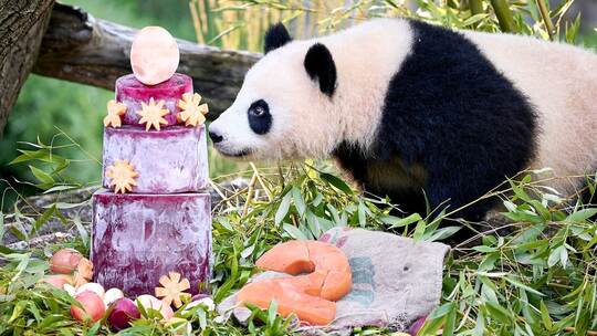 Panda-Zwillinge Leni und Lotti feiern zweiten Geburtstag Panda-Zwillinge Leni und Lotti feiern zweiten Geburtstag