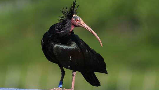 Waldrapp