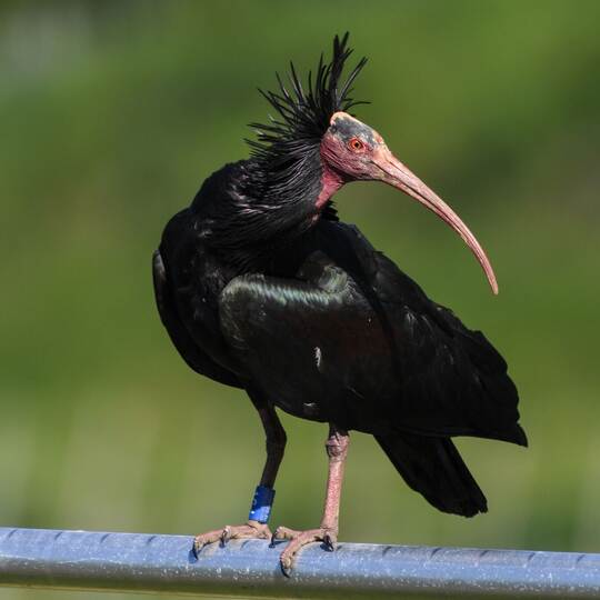 Waldrapp