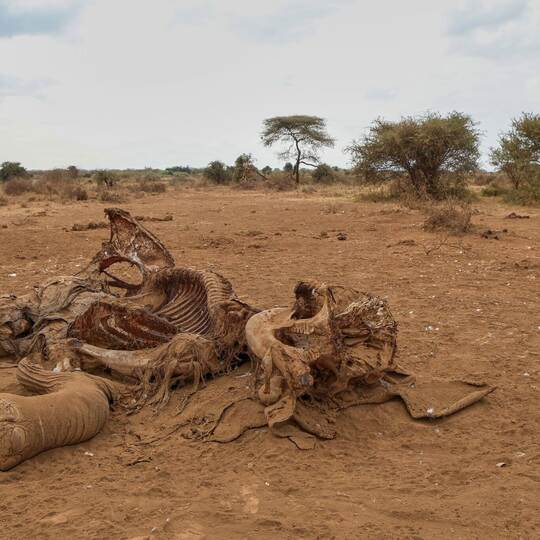 Elefanten in kenianischen Nationalpark an Vergiftung gestorben