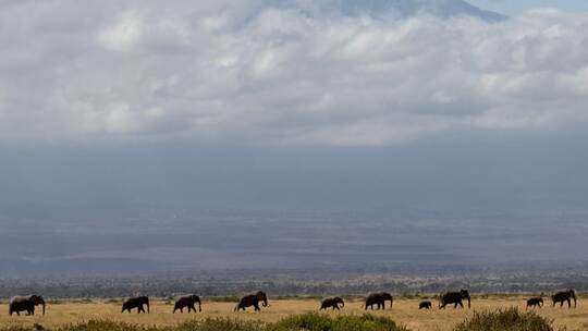 Elefanten im Amboseli-Nationalpark Elefanten im Amboseli-Nationalpark