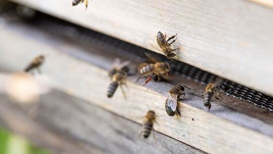 Bienenstock