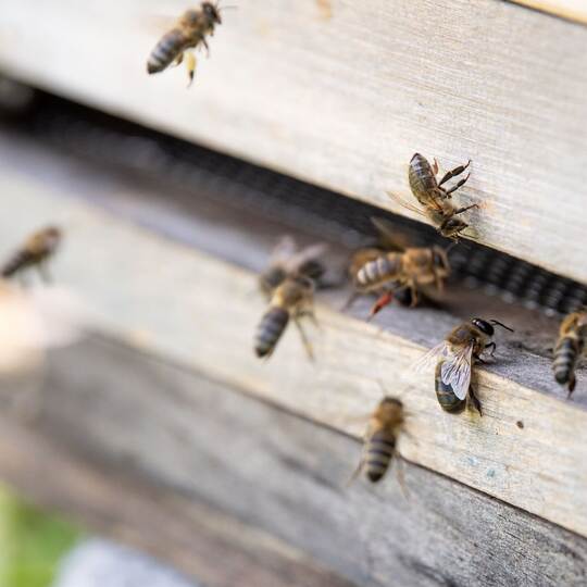 Bienenstock