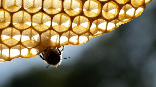 Honigbienen Honigbienen
