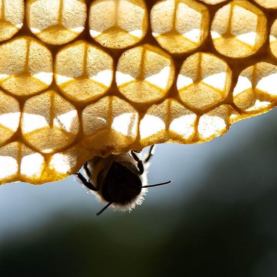 Honigbienen