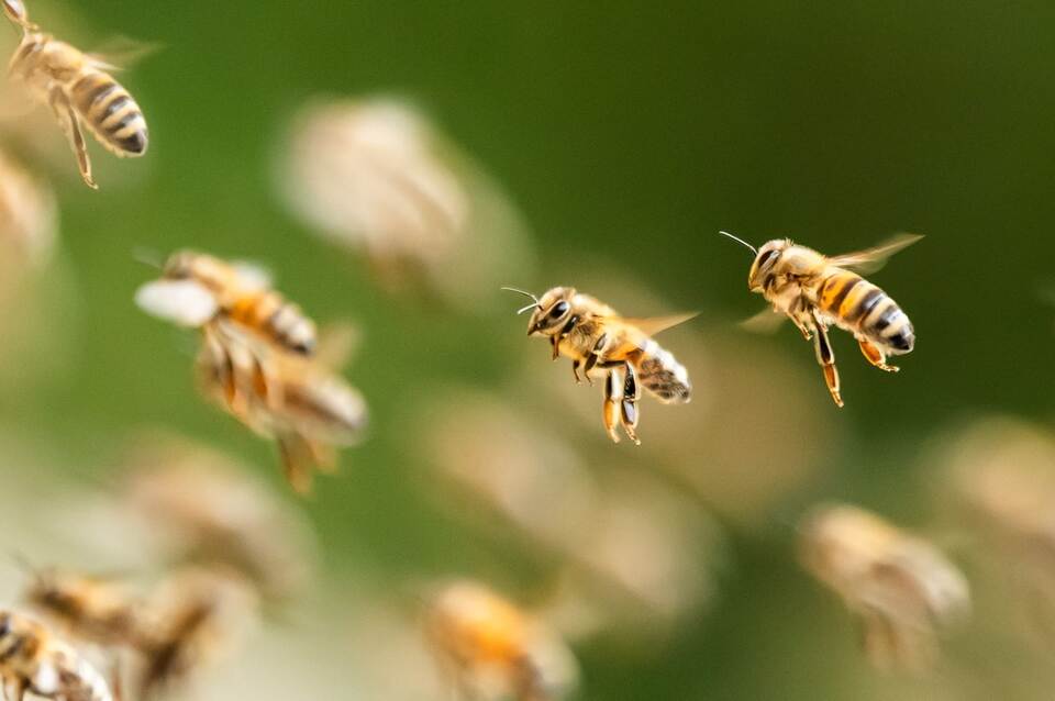 Bienenschwarm Bienenschwarm