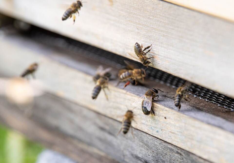 Bienenstock Bienenstock