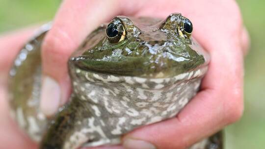 Ochsenfrosch