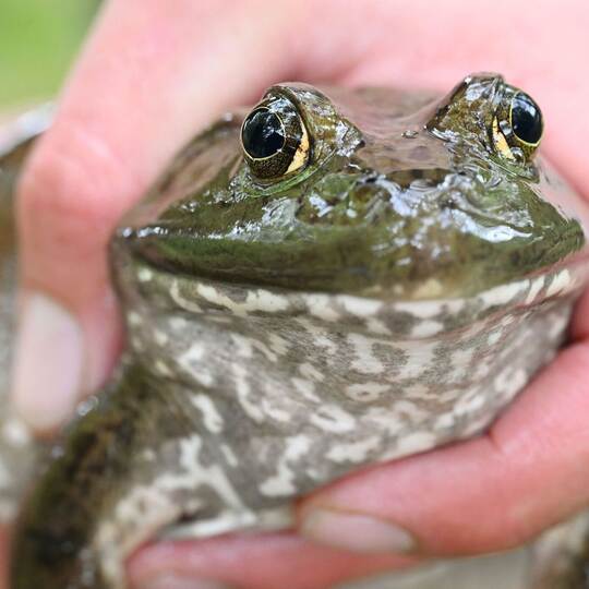 Ochsenfrosch