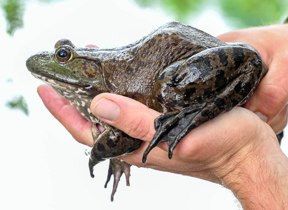 Ochsenfrosch Ochsenfrosch