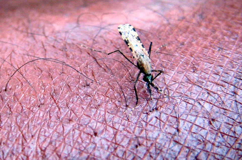 Malaria Malaria