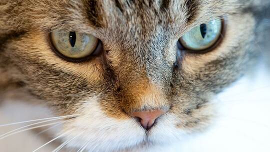 Katze