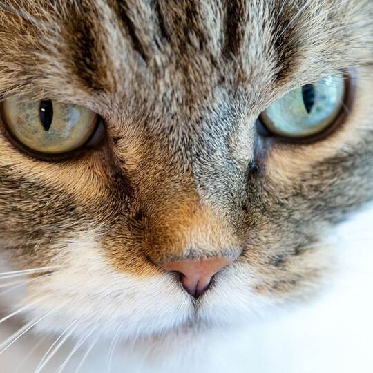 Katze