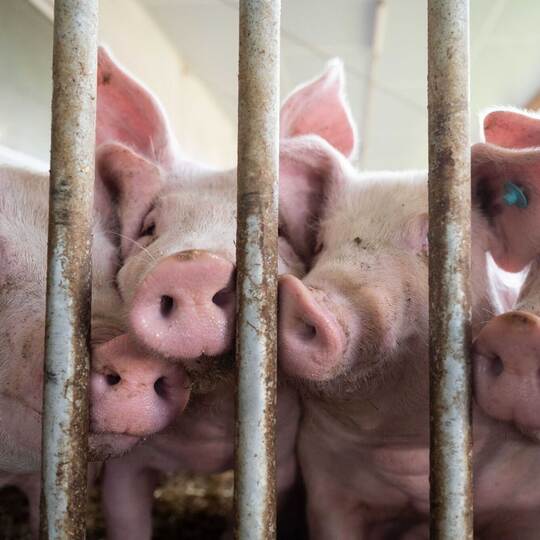 Schweine im Schweinestall