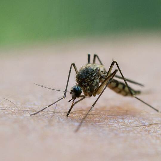 Mücke saugt Blut am Arm eines Mannes