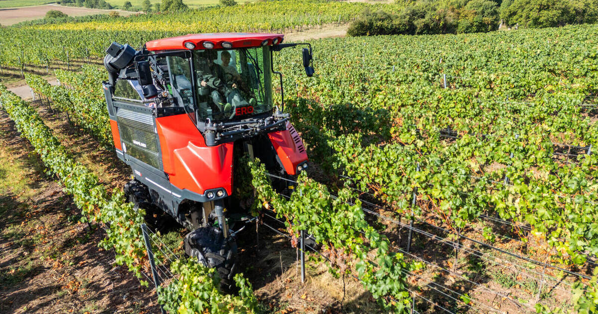 Winegrowers in the region are challenged: The grape harvest begins earlier ...