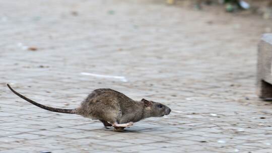 Ratte in New York.