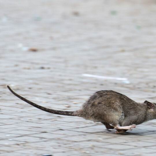 Ratte in New York.