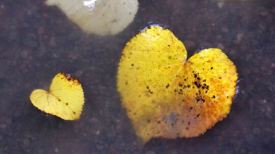 Herbst