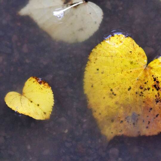 Herbst