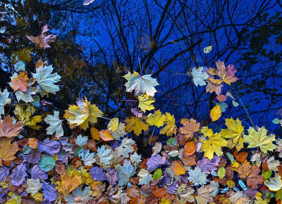 Buntes Herbstlaub Buntes Herbstlaub