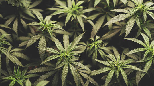 marijuana leaves cannabis plants a beautiful background