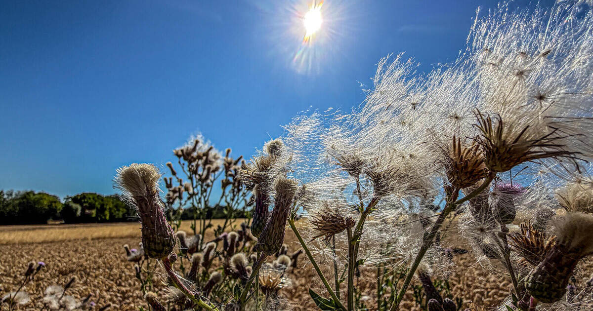 Hotter than ever: The record-breaking summer in the Enzkreis, Pforzheim ...