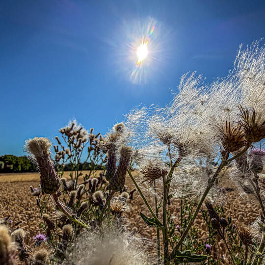 Sommer Sonner Hitze
